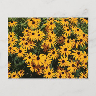 Carte Postale Champ de fleurs