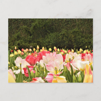 Carte Postale Champ de fleurs