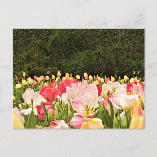 Carte Postale Champ de fleurs (Devant)