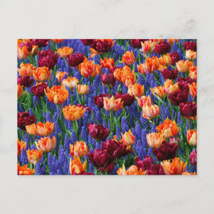 Carte Postale Champ de fleurs bleues, orange et rouges