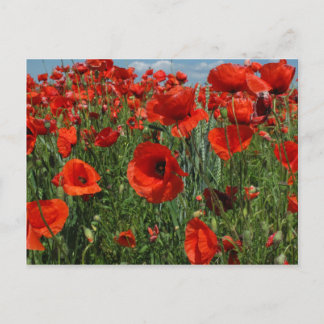 Carte Postale Champ de fleurs de graines de pavot