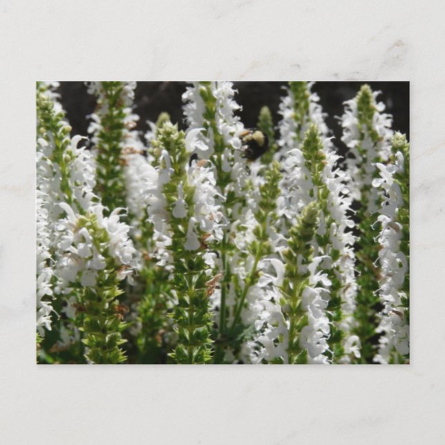 Carte Postale Champ de fleurs de lavande blanche (Devant)