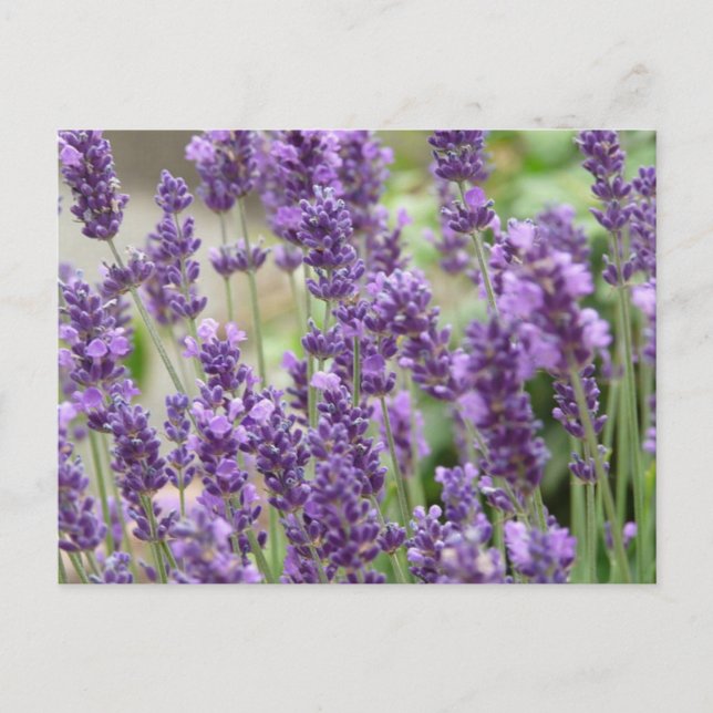 Carte Postale Champ de fleurs de lavande violette (Devant)