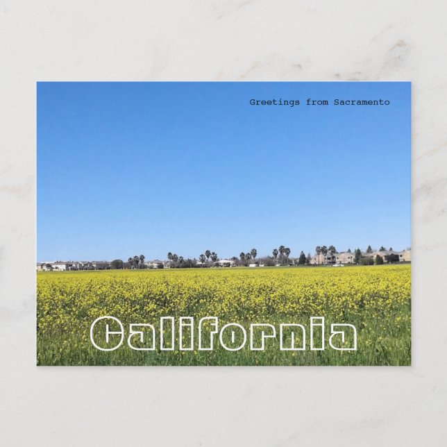 Carte Postale Champ de fleurs de moutarde (Devant)