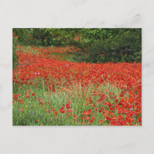 Carte Postale Champ de fleurs hybrides de pavot plantées le long