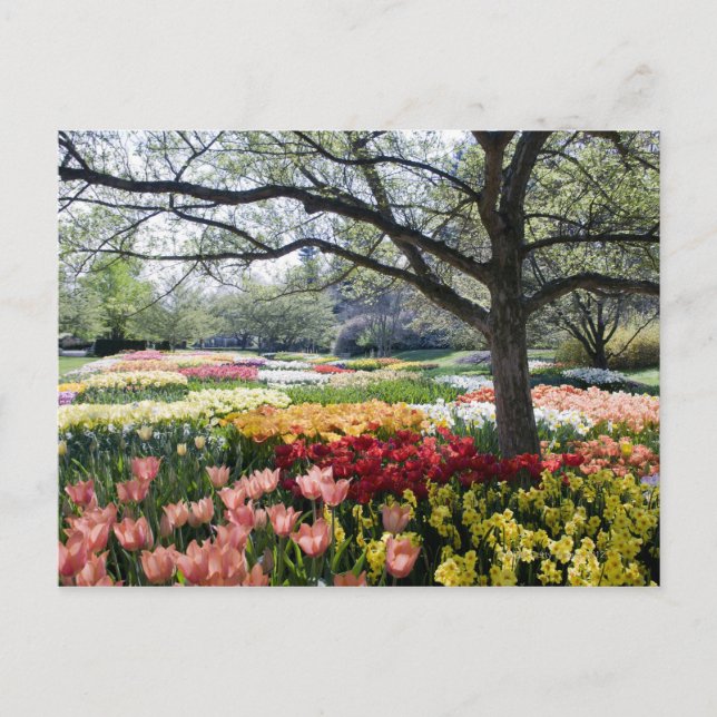 Carte Postale Champ de fleurs le matin du printemps (Devant)