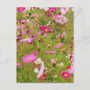 Carte Postale Champ De Fleurs Roses