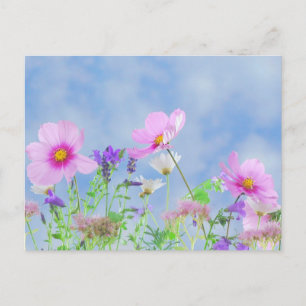 Carte Postale Champ de fleurs sauvages sous un ciel bleu Pastel