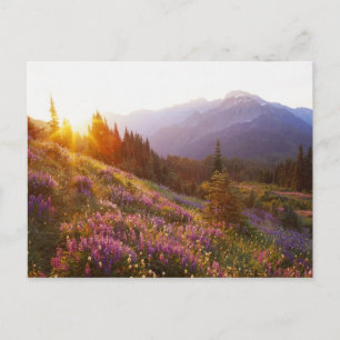 Carte Postale Champ de la lupine et des montagnes olympiques à