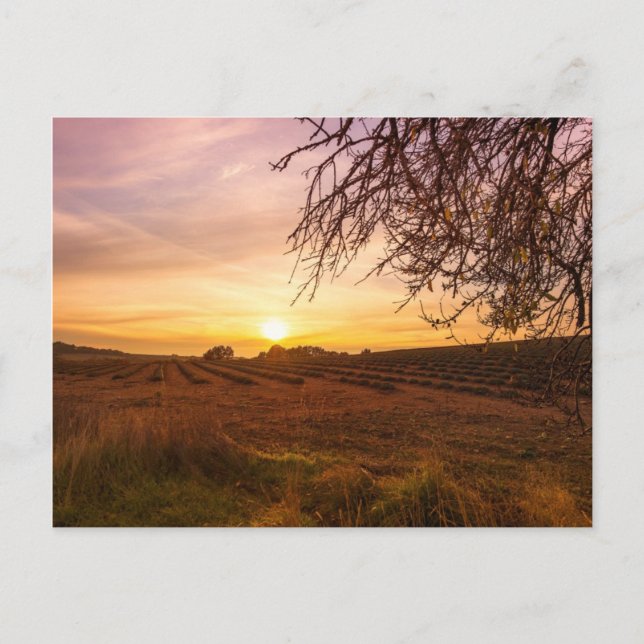Carte Postale Champ de lavande d'automne au coucher du soleil (Devant)