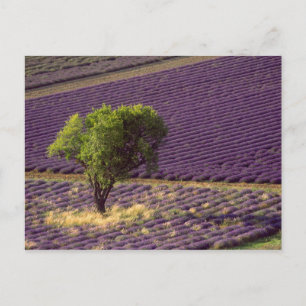 Carte Postale Champ de lavande en Haute Provence, France
