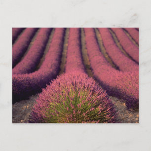 Carte Postale Champ de lavande en Haute Provence, France 2