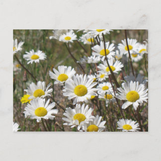 Carte Postale Champ de marguerite