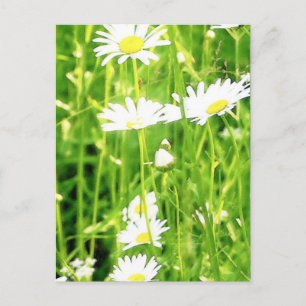 Carte Postale Champ de marguerite / prairie