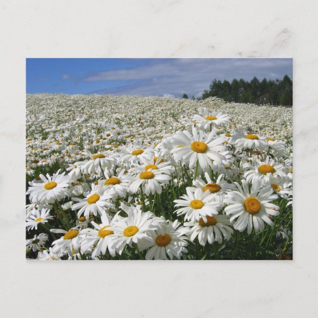 Carte Postale Champ de marguerites à Hokkaido (Devant)