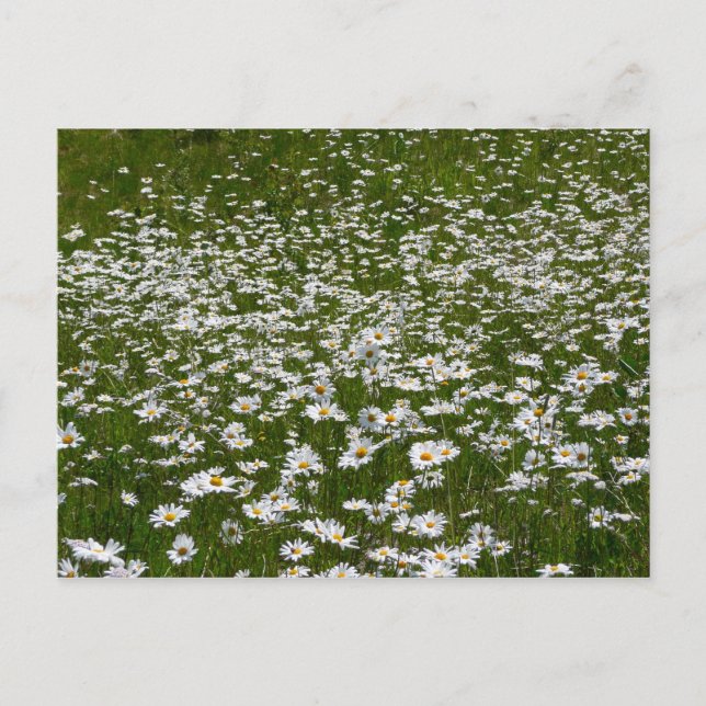 Carte Postale Champ de marguerites Fleurs sauvages de l'Alaska (Devant)