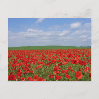 Carte Postale Champ de pavot