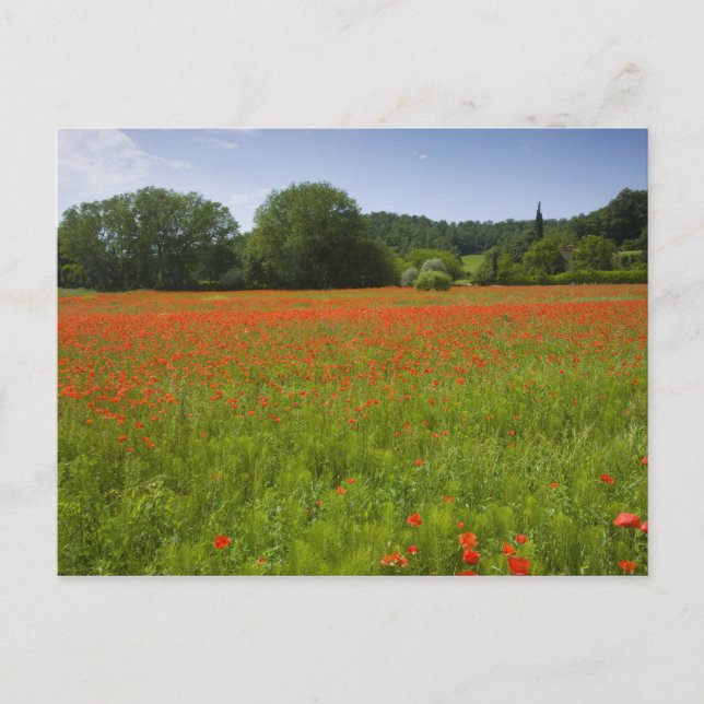 Carte Postale Champ de pavot, Chiusi, Italie (Devant)