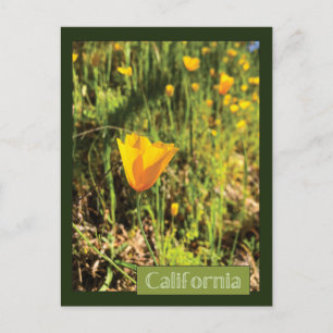 Carte Postale Champ de pavots