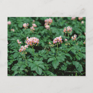 Carte Postale Champ de pomme de terre