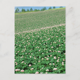 Carte Postale Champ de pommes de terre 3