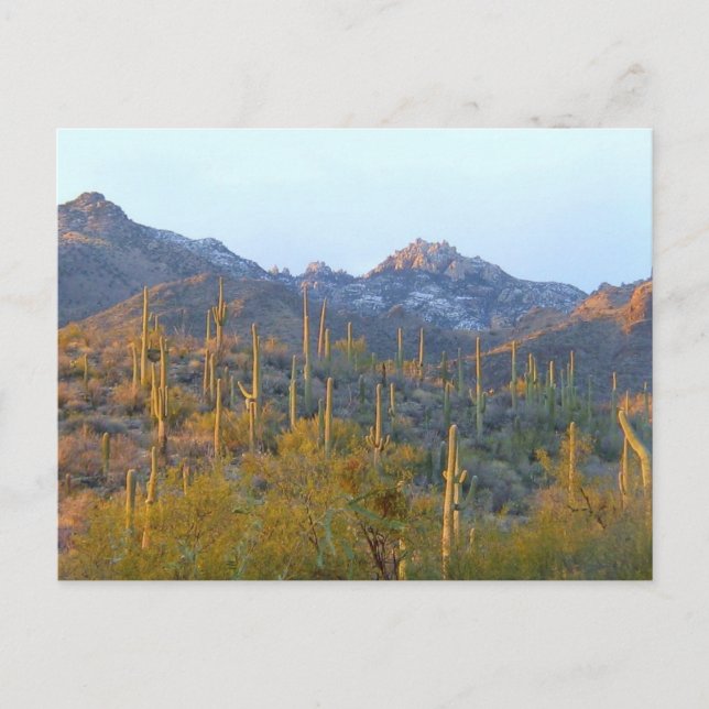 Carte Postale Champ de Saguaro ensoleillé (Devant)