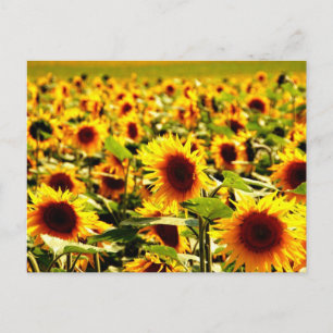 Carte Postale Champ de tournesols
