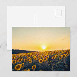 Carte Postale Champ de tournesols dorés au coucher du soleil