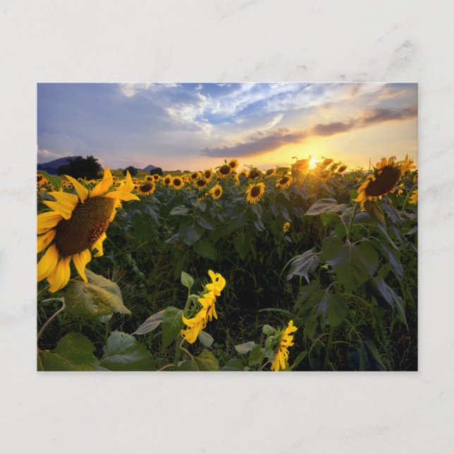Carte Postale Champ de tournesols en fleurs (Devant)