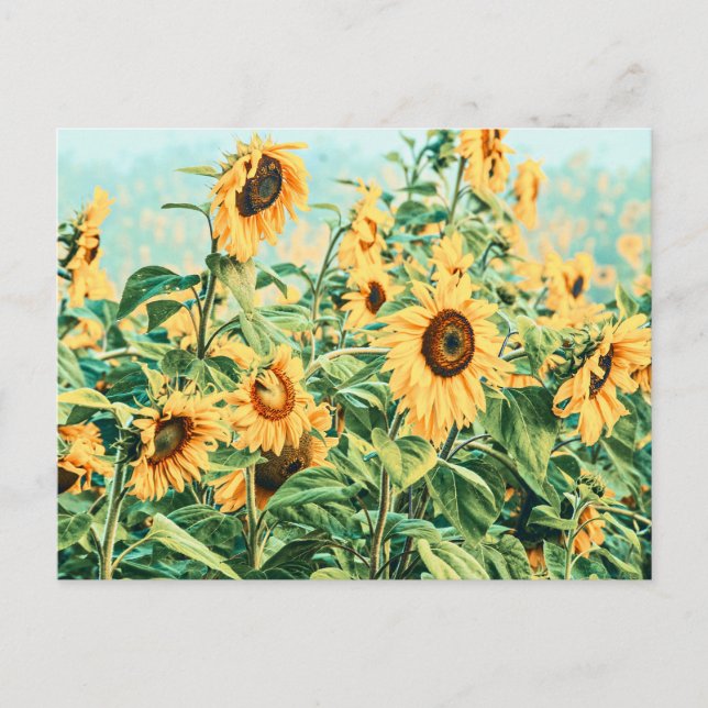 Carte Postale Champ de tournesols Jaune Bleu Turquoise Design Fl (Devant)