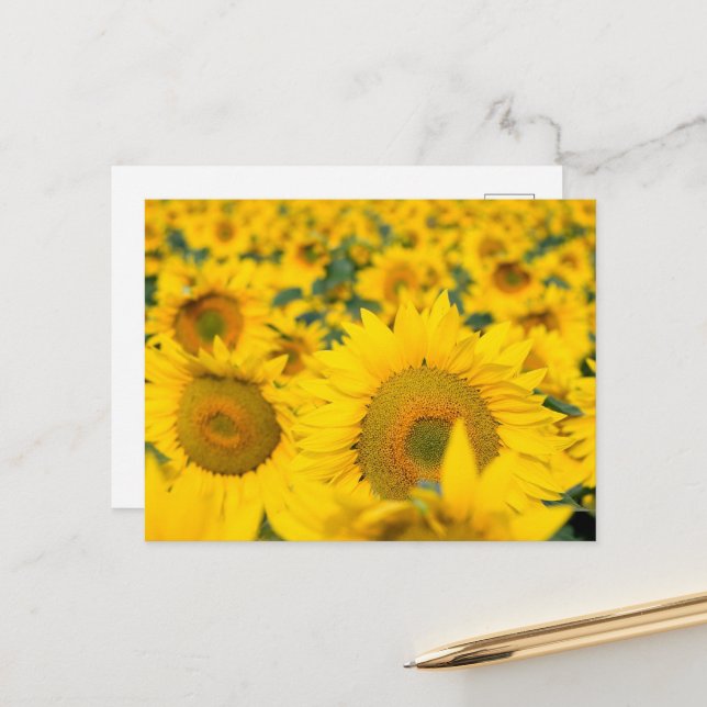 Carte Postale Champ de Tournesols Jaunes Photographie (Devant/Arrière en situation)