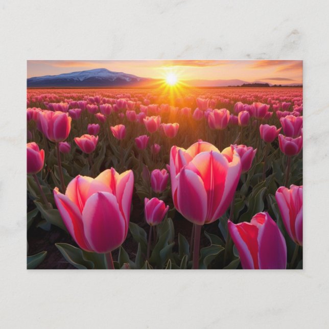 Carte postale Champ de Tulip (Devant)