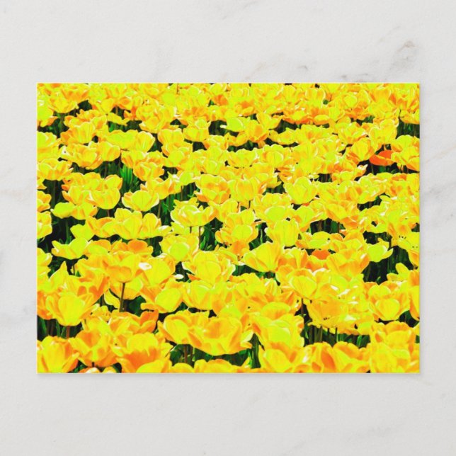 Carte Postale Champ de tulipe - jaune or (Devant)