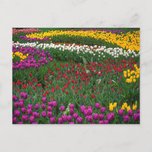 Carte Postale Champ de tulipes