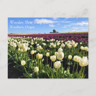 Carte Postale Champ de tulipes blanc et violet avec montgolfière