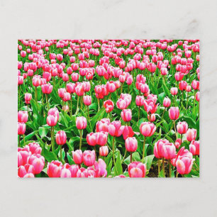 Carte Postale Champ de tulipes roses