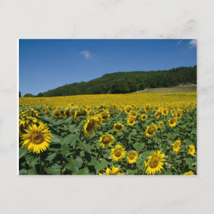 Carte Postale Champ des tournesols