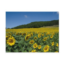 Champ des tournesols