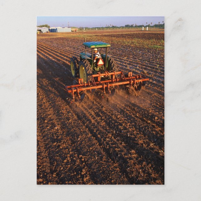 Carte Postale Champ d'essai du coton (Devant)