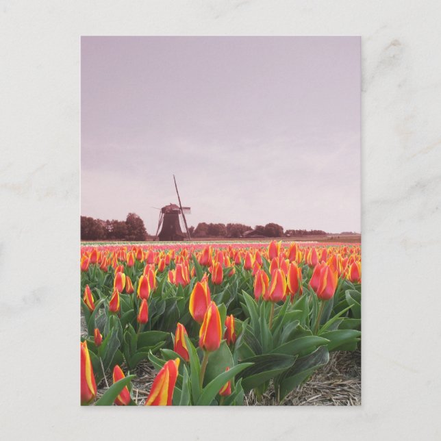 Carte Postale Champ et moulin à vent Hollande de tulipe de début (Devant)