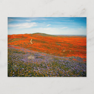 Carte postale Champ Poppy