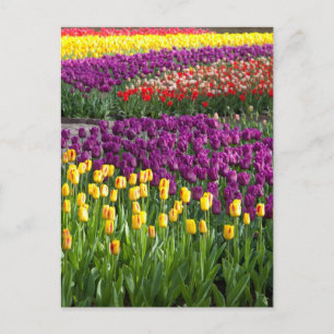 Carte Postale Champ Tulip