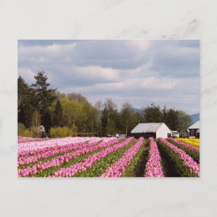 Carte Postale Champ Tulipe rose