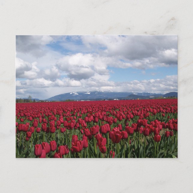 Carte Postale Champ Tulipe rouge (Devant)
