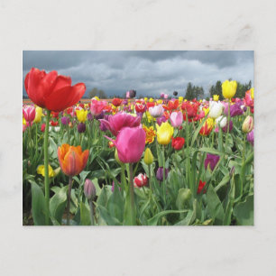 Carte Postale Champ Tulipes