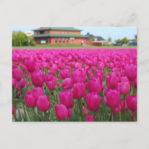 Carte Postale Champ Tulipes