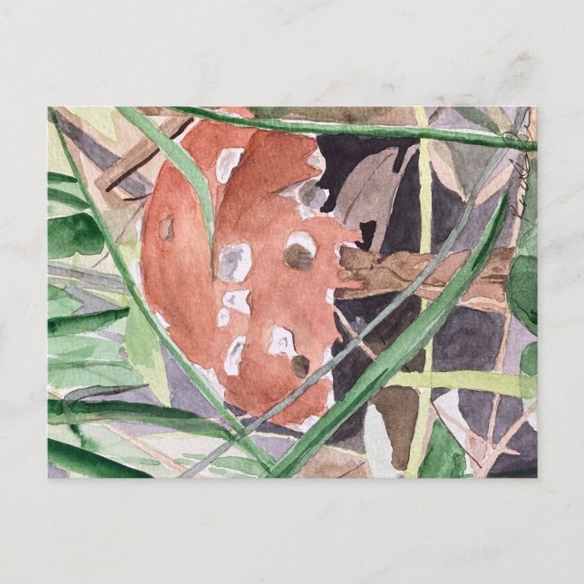 Carte Postale champignon (Devant)