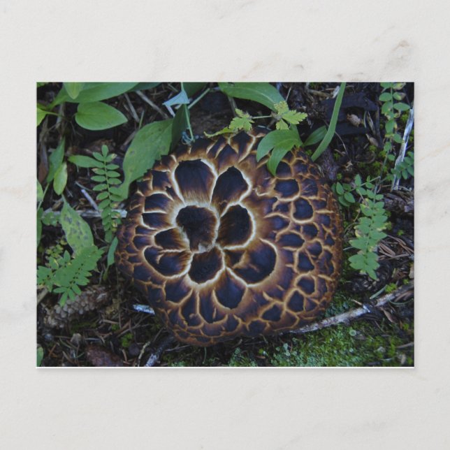 Carte postale Champignon (Devant)