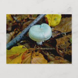 Carte postale Champignon Aqua