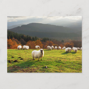 Carte Postale champignon basque latxa